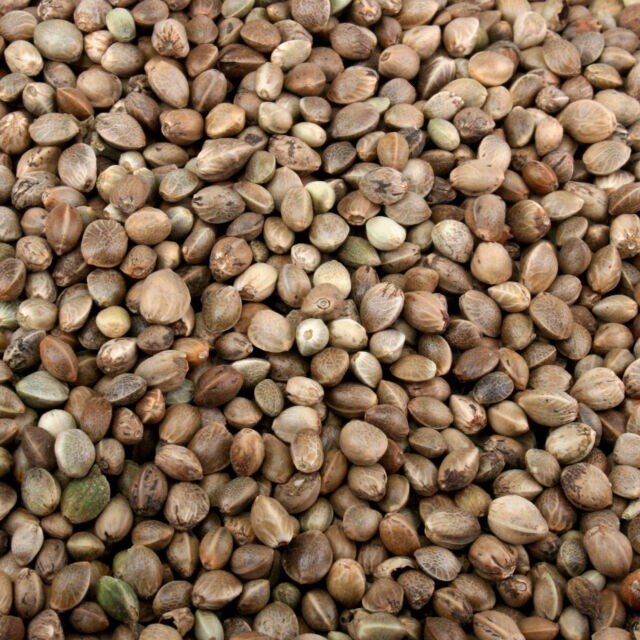 Hemp Seed (Wild Birds & Fishing Bait Mix)
