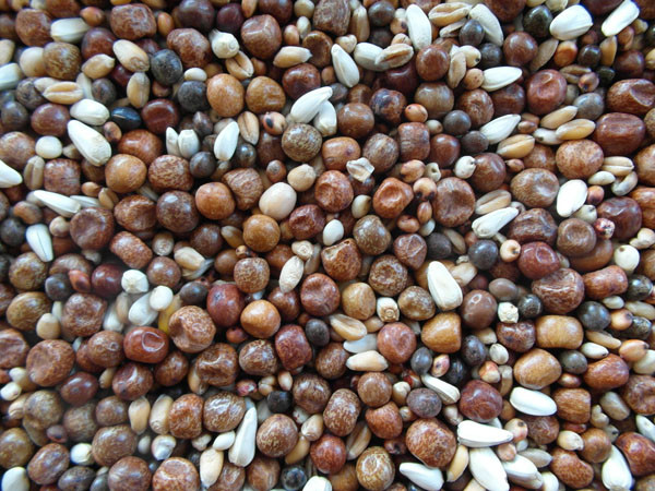 Bjf Breed & Wean Pigeon Seed Mix
