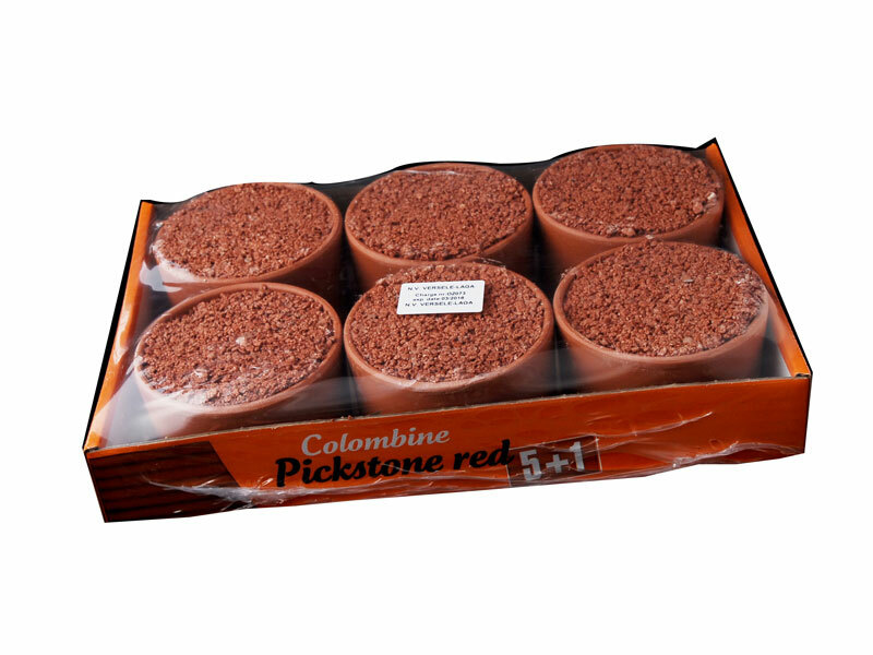 Versele Laga Colombine Pickstone Red Tray Of Six