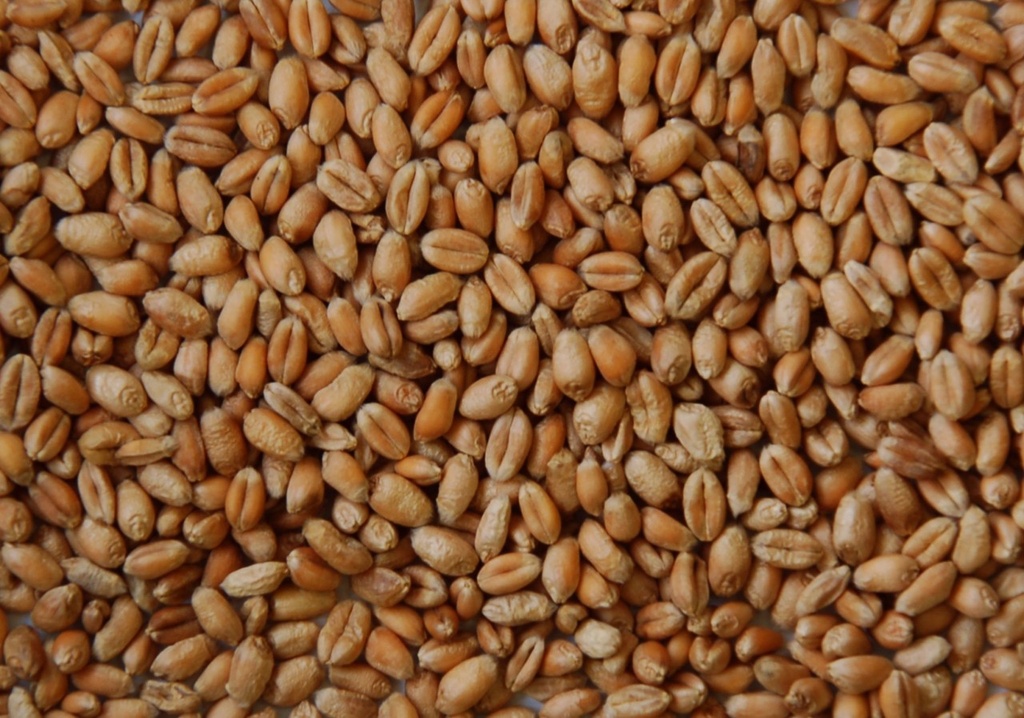 Bjf Quality Clean Wheat