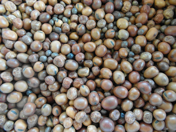 Bjf No 1 Pigeon Mix