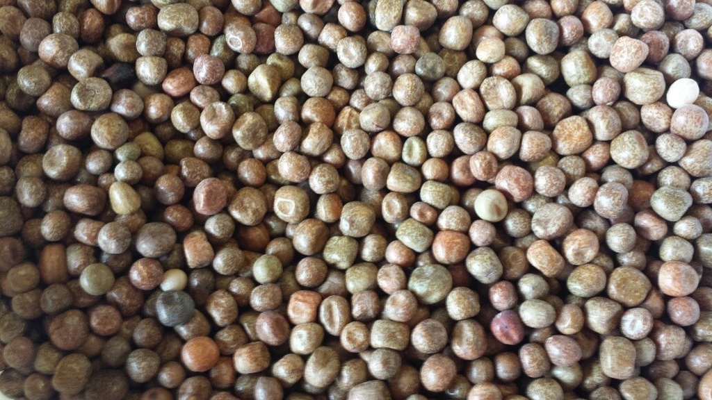 Bjf Maple Peas