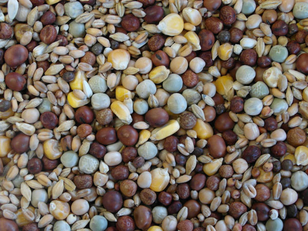 Bjf Winter Pigeon Mix