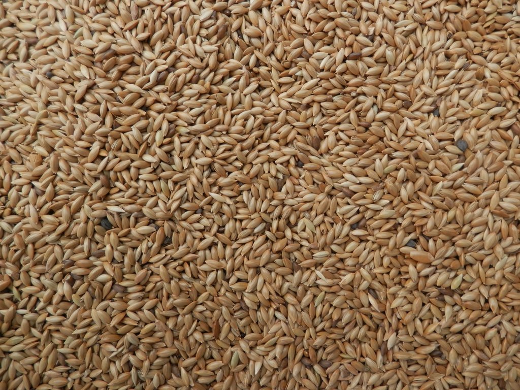 Bjf Canary Seed (Plain)