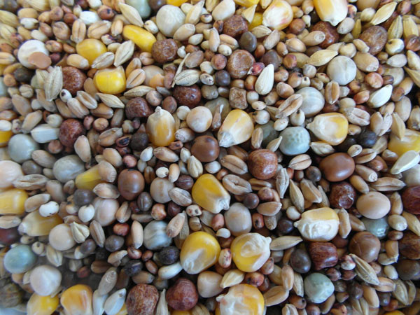 Bjf Young Bird Racing Mix Pigeon Mix