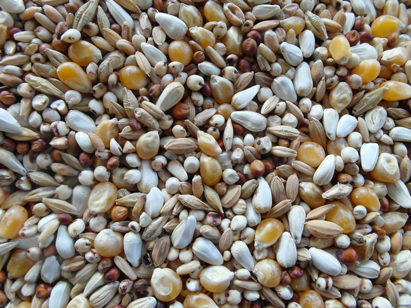 Bjf Diet Mix Pigeon Seed Mix