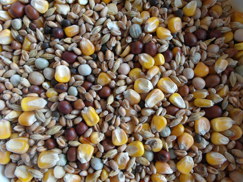 Bjf High Protein Economy Mix