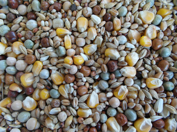 Bjf Moulting Pigeon Mix