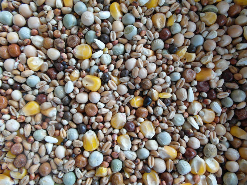 Bjf Jetstream Pigeon Mix