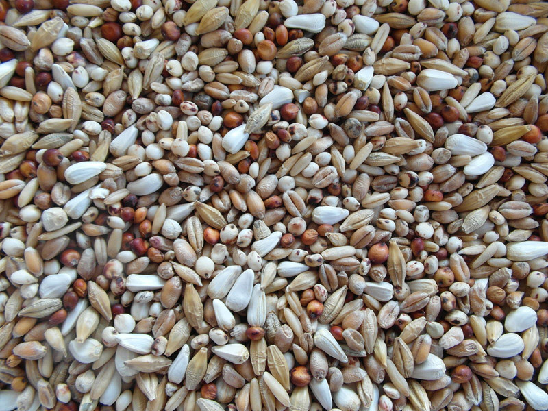 Bjf Gerry Pigeon Seed Mix