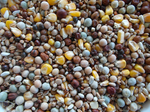 Bjf Breeding Pigeon Seed Mix