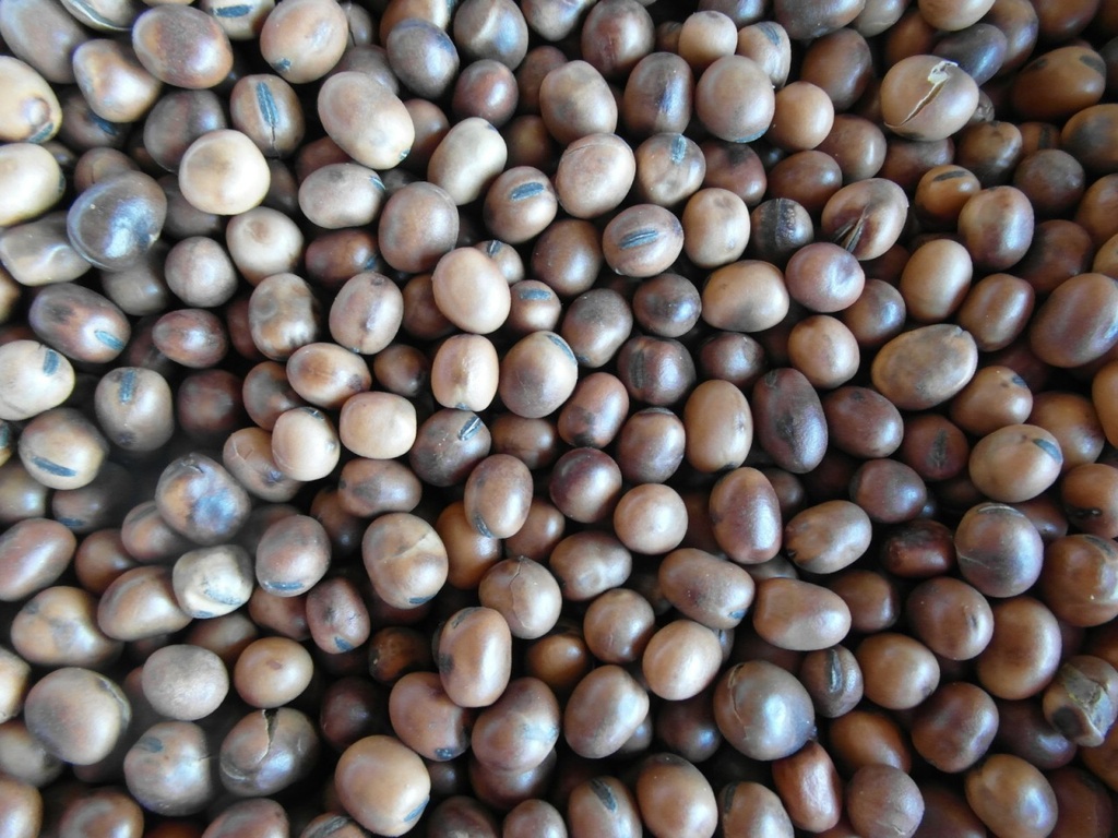 Bjf Beans