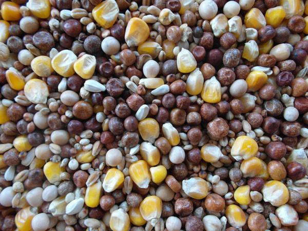 Bjf All Rounder Pigeon Seed Mix