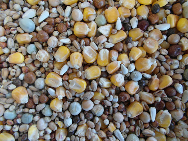 Bjf Widowhood Pigeon Mix
