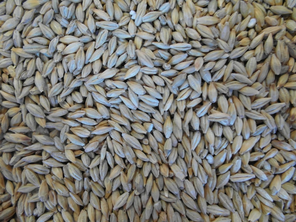 Bjf Barley