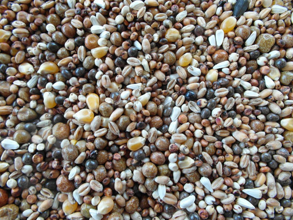 Bjf Vip Pigeon Mix