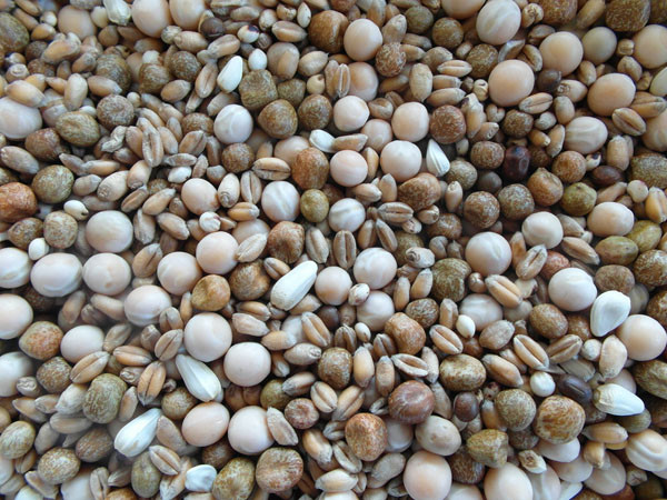 Bjf Breeding Liege Pigeon Seed Mix