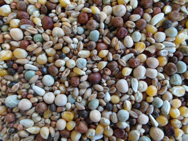 Bjf Young Bird Popcorn Pigeon Mix