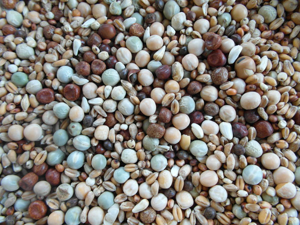 Bjf Young Bird High Protein Pigeon Mix