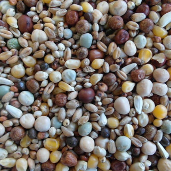 BJF Young Bird Popcorn (25kg)