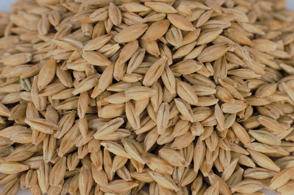 Barley (25kg)