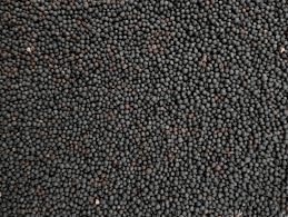 Black Rape (13kg)