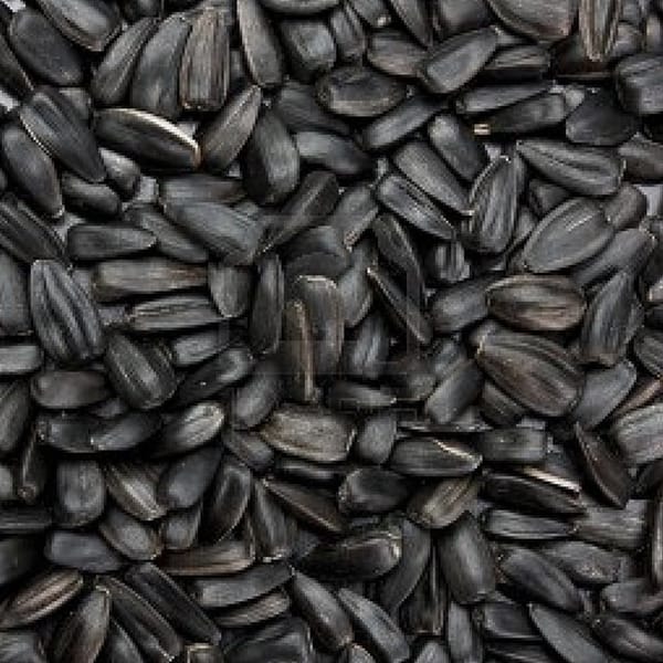 Black Sunflower (20kg)