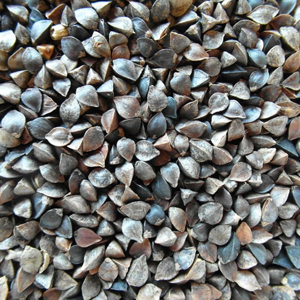 Buck Wheat (25kg)