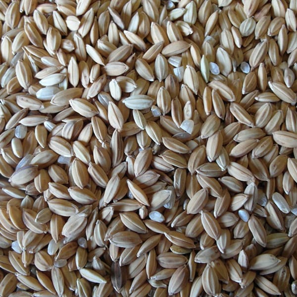 Paddy Rice (25kg)
