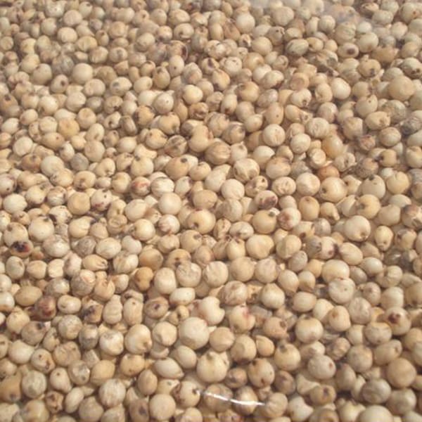 White Dari (25kg)