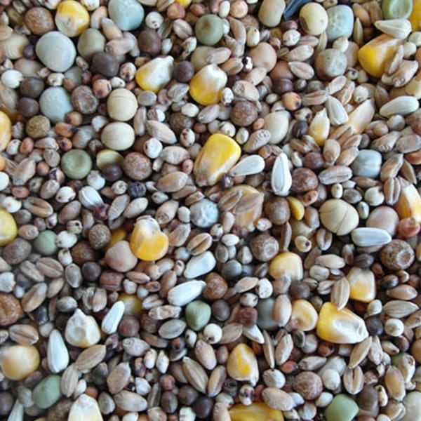 BJF Super Breeding (20kg)