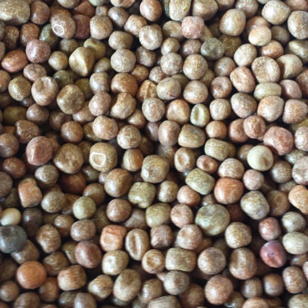 Maple Peas (4kg)