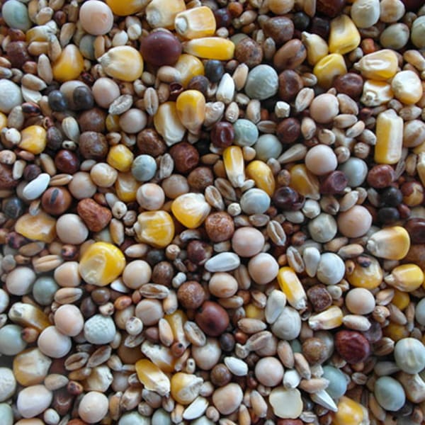 BJF Breeding (25kg)