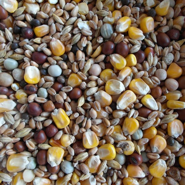 BJF HP Economy (25kg)