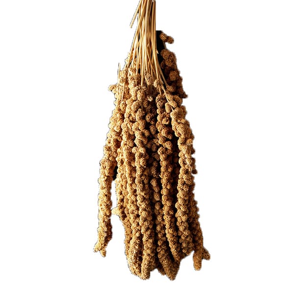 Chinese Yellow Millet Sprays (15kg)