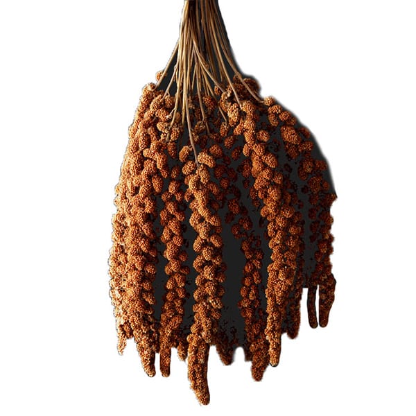 Chinese Red Millet Sprays (15kg)