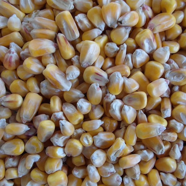 Maize (4kg)