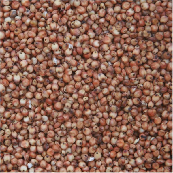 Red Dari (Milo) (4kg)