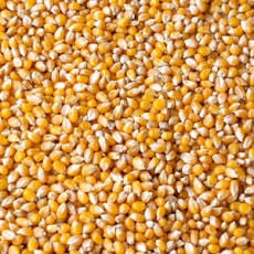 Popcorn Maize (25kg)