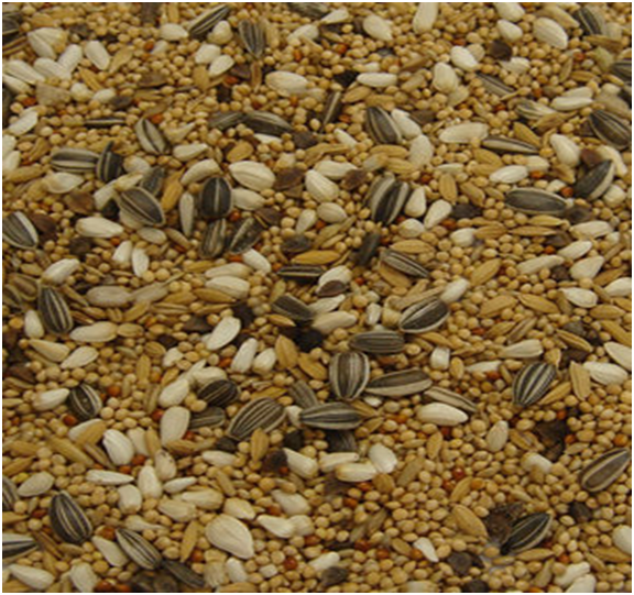 Colonels Parakeet & Lovebird Seeds Feed Mix - Seven Seeds