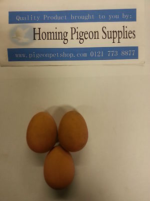 Eggs For Birds, Poultry, Parrot, Duck, Canary, Budgie, Pheasant & Pigeon Etc